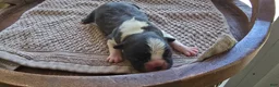 Boston Terrier dogs for sale: Boston Terrier Puppy 1 - Ad 4