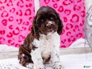 Cocker Spaniel dogs Whitney - Ad 12