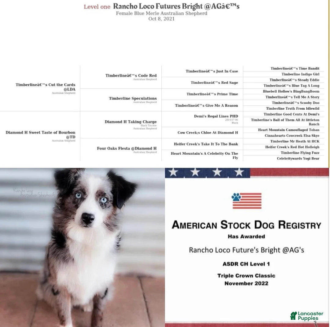 Mixed Breed dogs for sale: Mixed Breed Puppy 1 - Ad 8