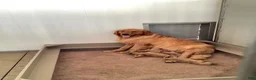 Golden Retriever dogs for sale: Golden Retriever 3 Sherry  - Ad 7