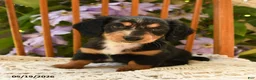Miniature Dachshund dogs for sale: Millie - Ad 3