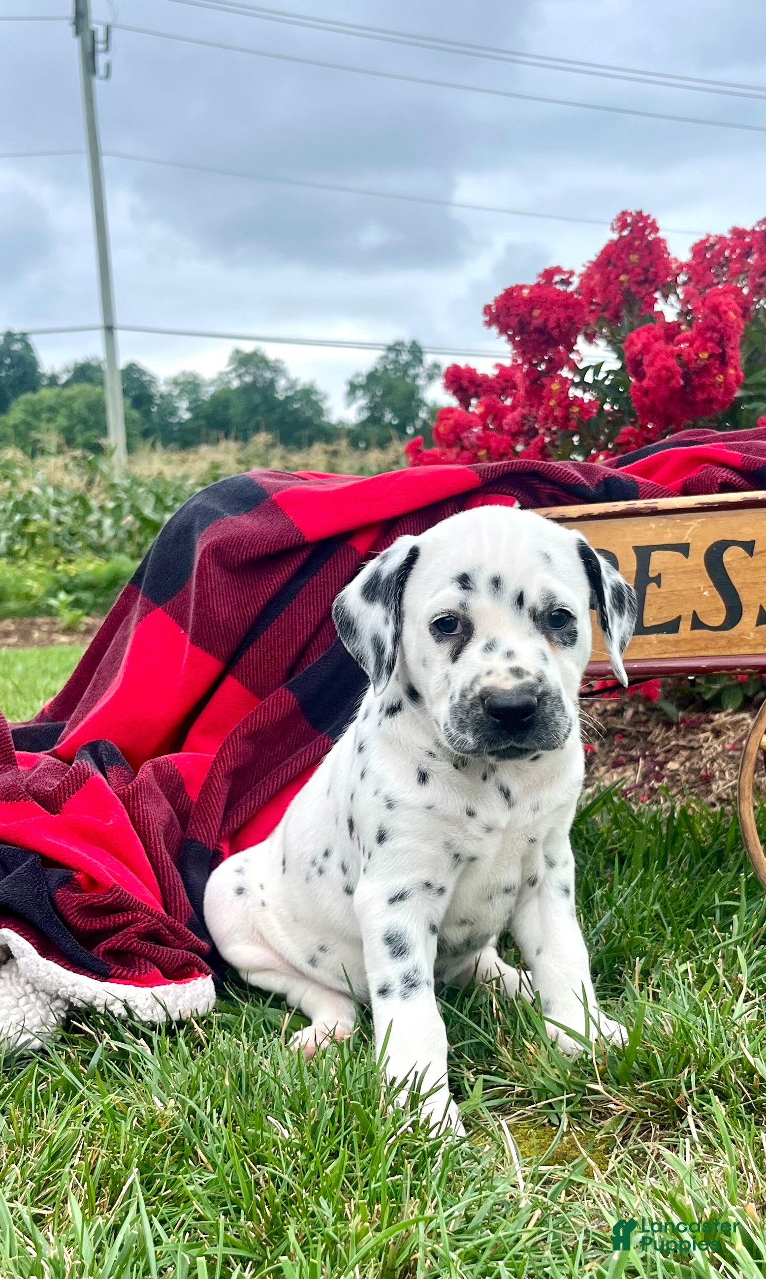 Dalmatian dogs Sofia❤️AKC🐾Text or Call to Schedule a playdate - Ad 1