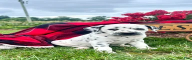 Sofia❤️AKC🐾Text or Call to Schedule a playdate