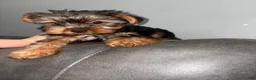 Yorkshire Terrier dogs for sale: muncy - Ad 3