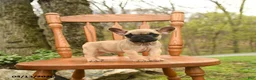 French Bulldog dogs for sale: Diva - Ad 2