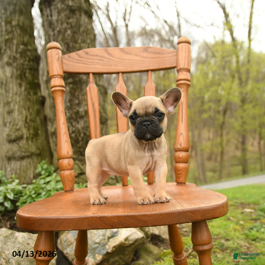 French Bulldog dogs for sale: Diva - Ad 2