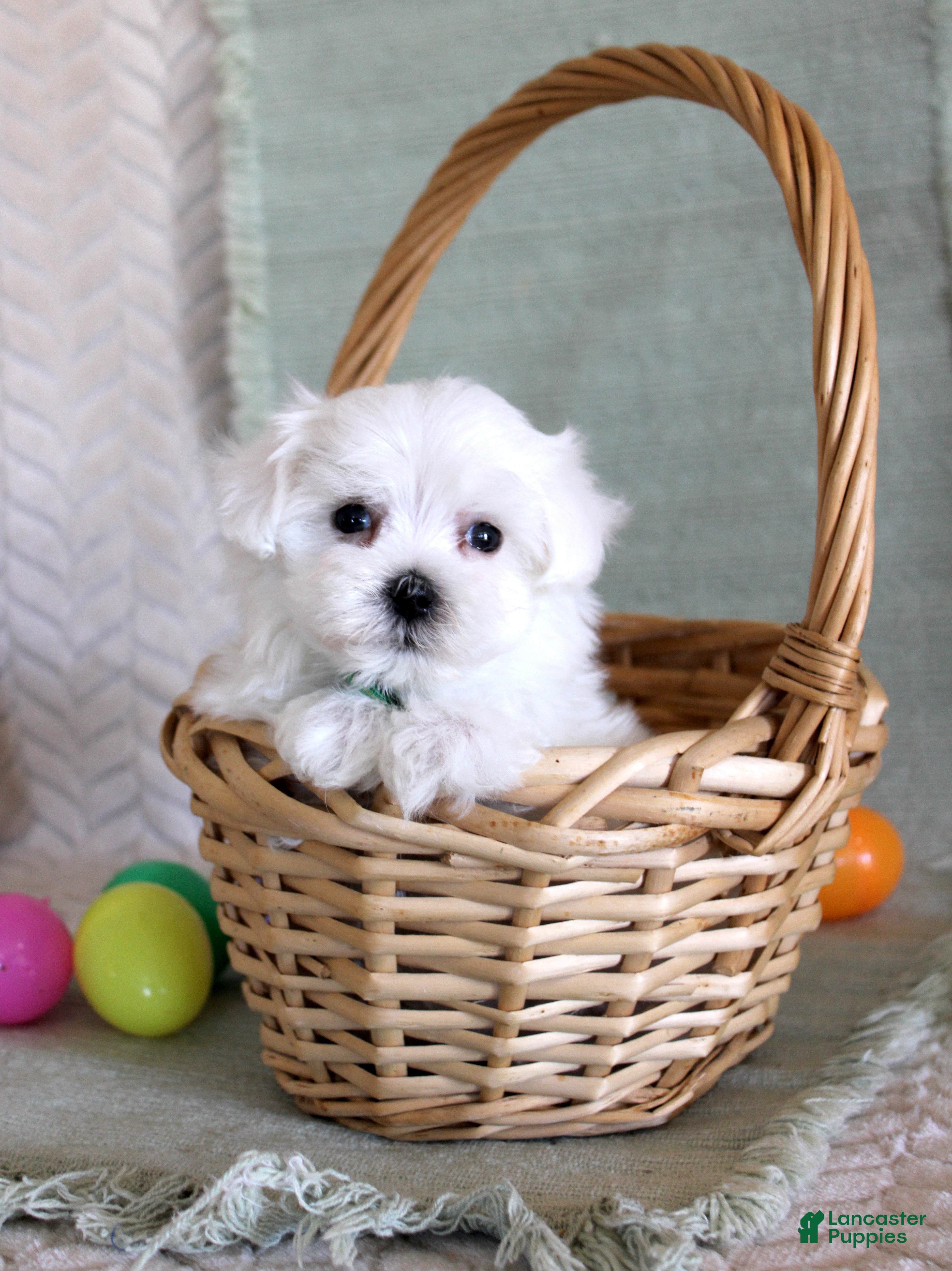 Maltese dogs Tango - Ad 8