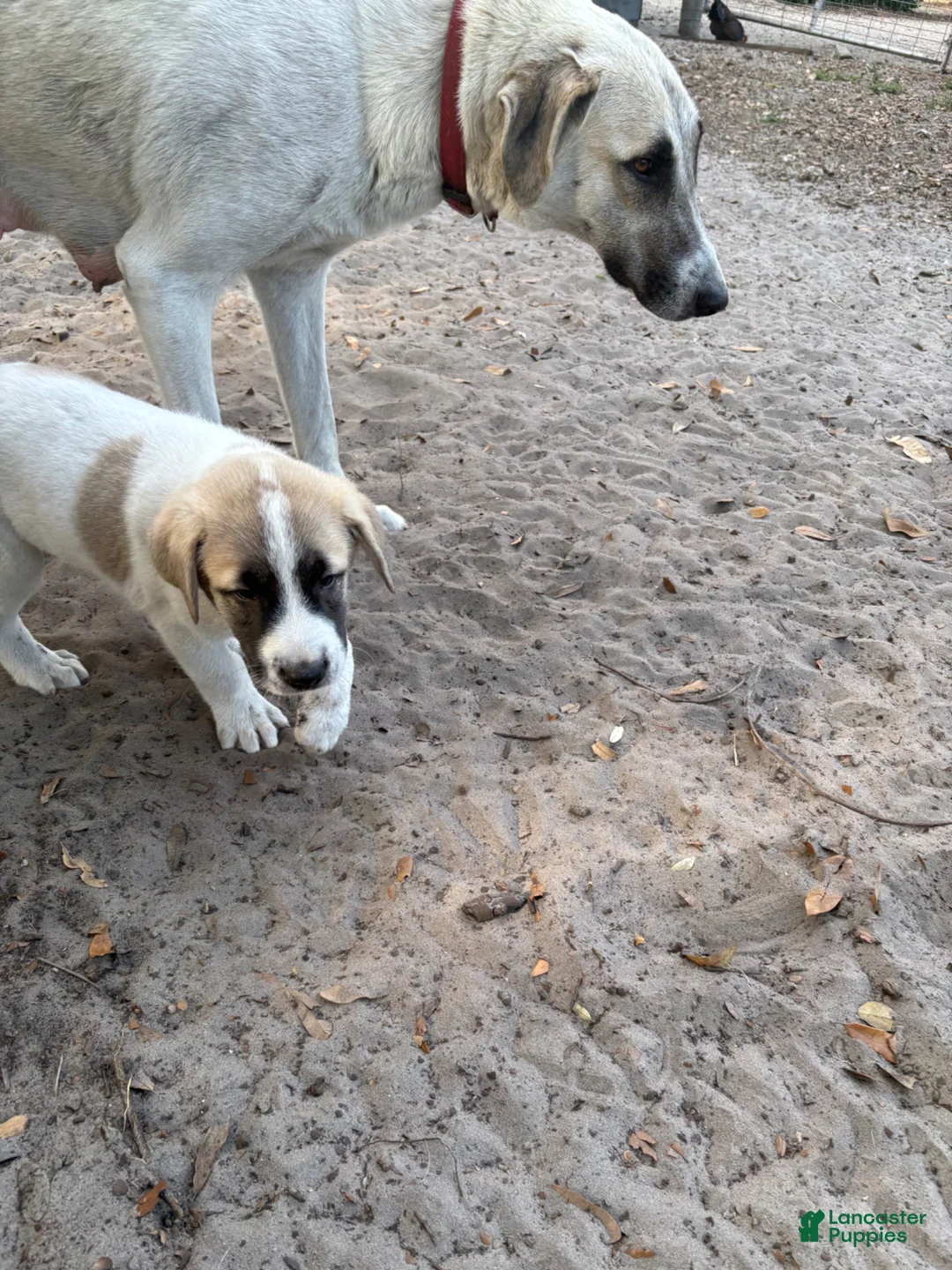 Anatolian Shepherd dogs for sale: Anatolian Shepherd Puppy 2 - Ad 2