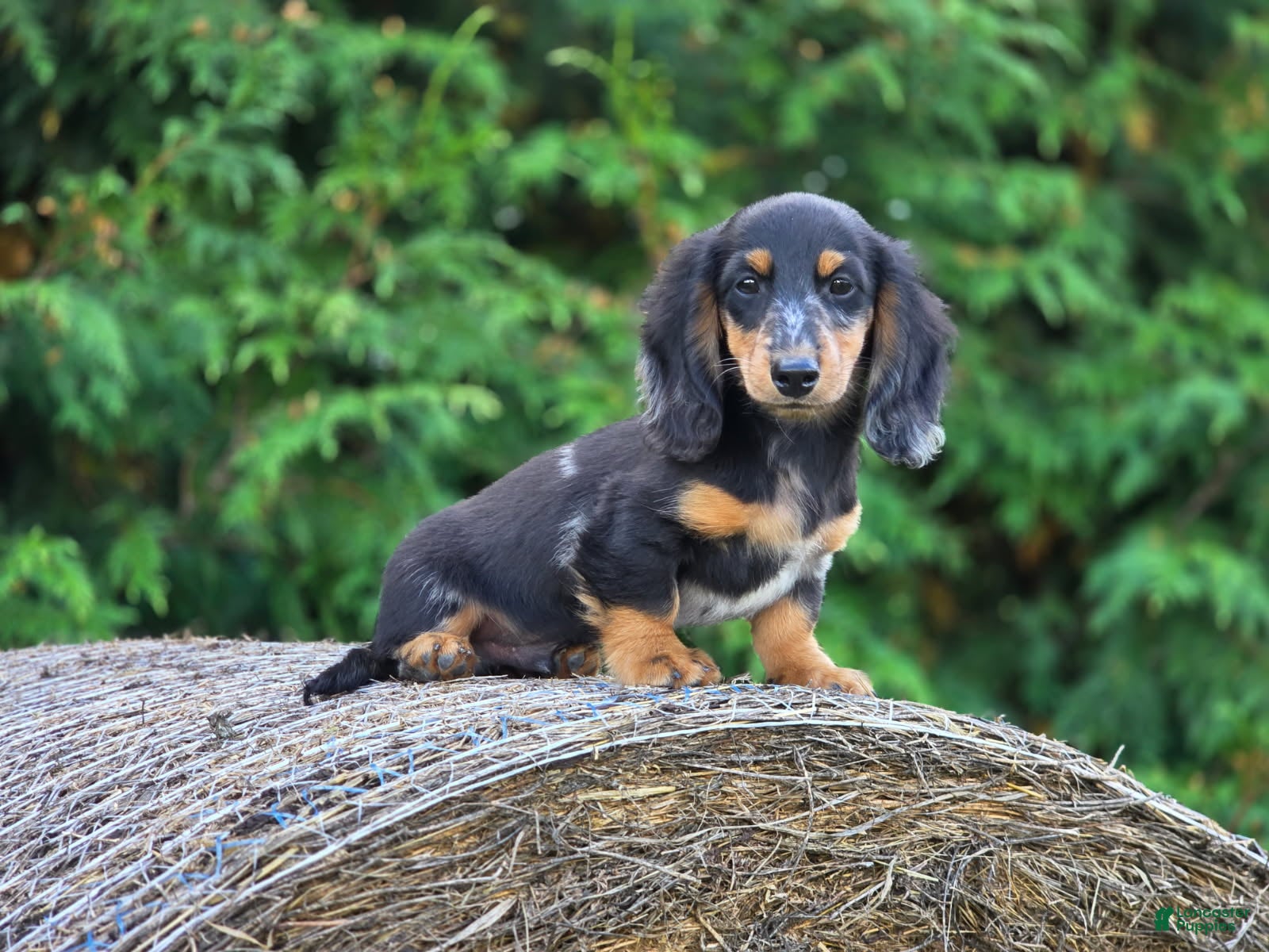 Miniature Dachshund dogs Miniature Dachshund Harlo - Ad 10