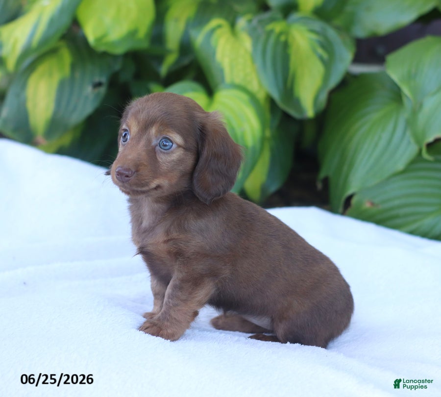 Miniature Dachshund dogs Tina - Ad 2