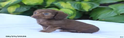 Miniature Dachshund dogs for sale: Tina - Ad 2