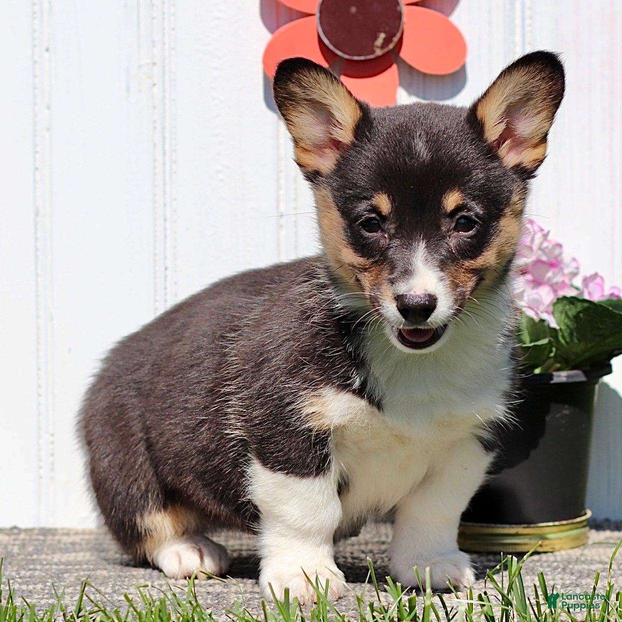 American Corgi dogs Jenna - Ad 2