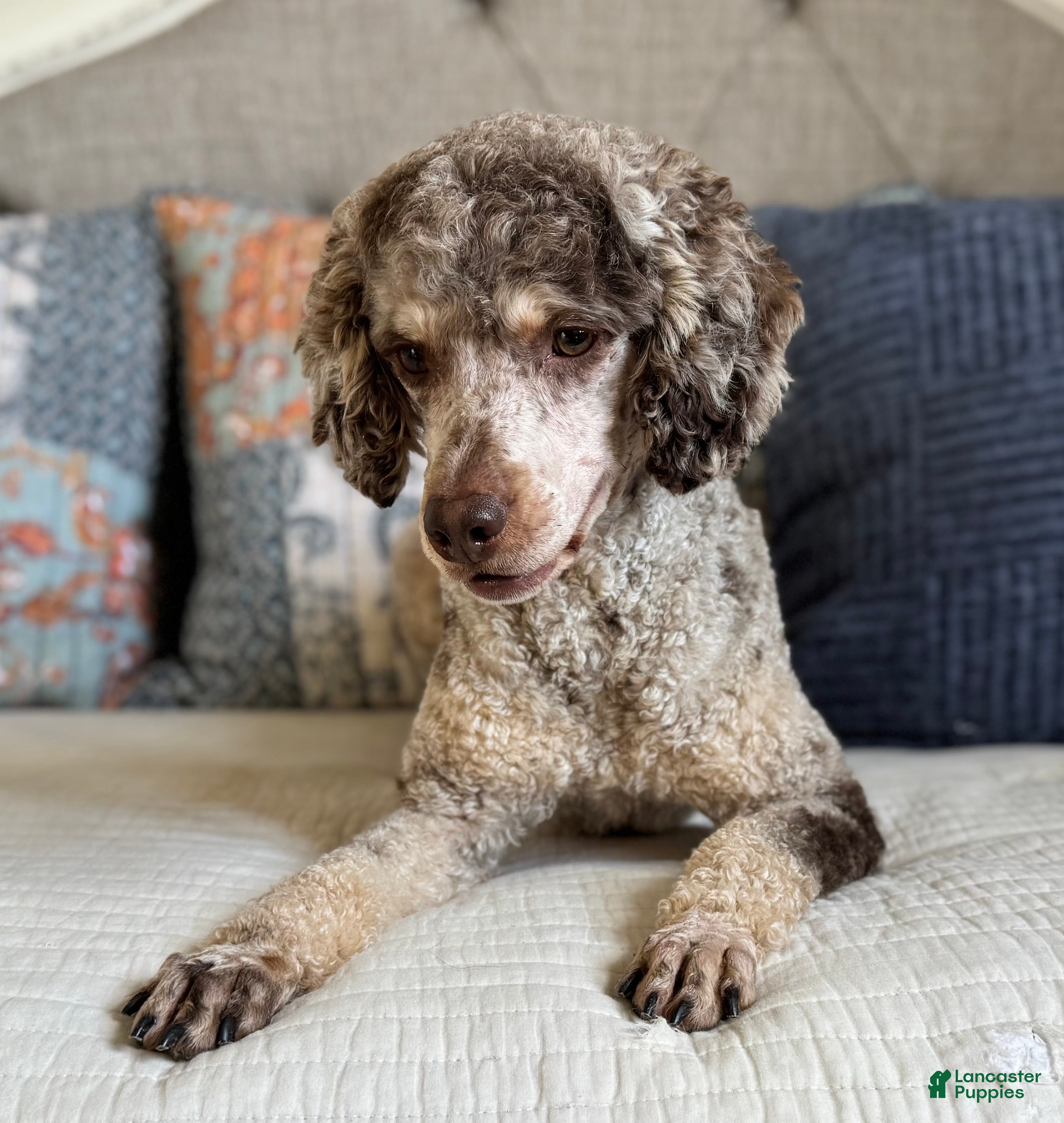 Miniature Poodle dogs Jesse Boy  - Ad 10