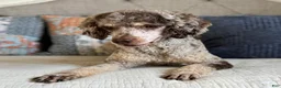Miniature Poodle dogs for sale: Jesse Boy  - Ad 1