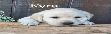 Kyra Labrador Retriever 8