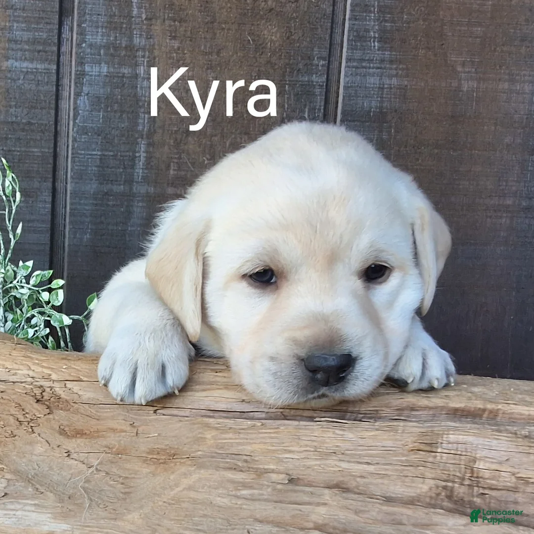 Labrador Retriever dogs for sale: Kyra Labrador Retriever 8 - Ad 1