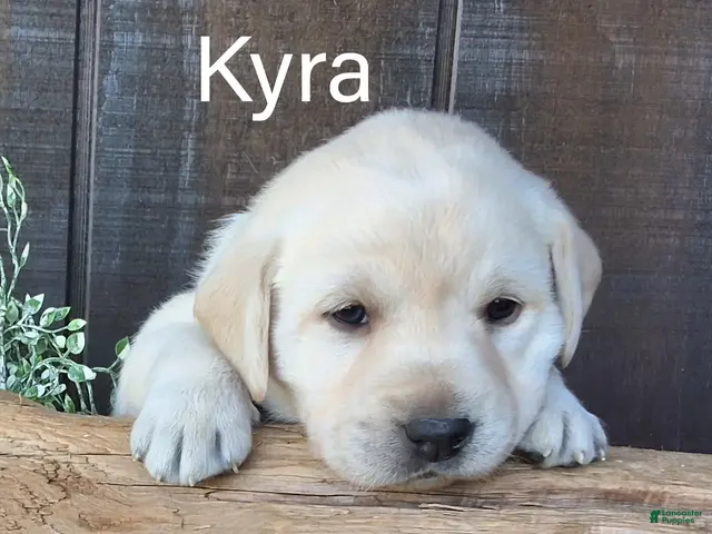 Labrador Retriever dogs for sale: Kyra Labrador Retriever 8 - Ad 1