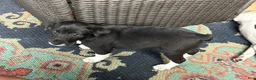 Rat Terrier dogs for sale: Abe - Ad 22