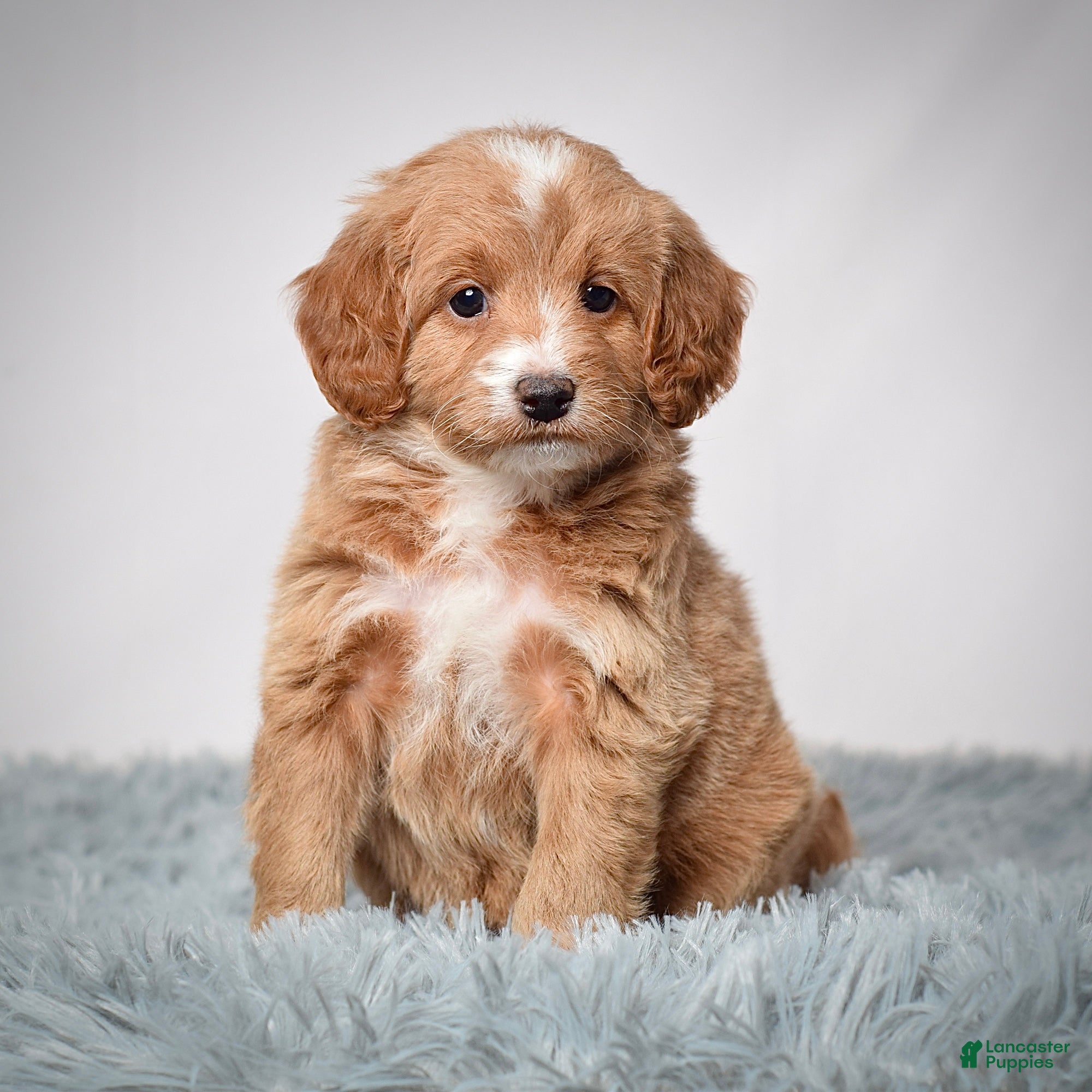 Mini Goldendoodle dogs Ms. Penelope - Ad 17