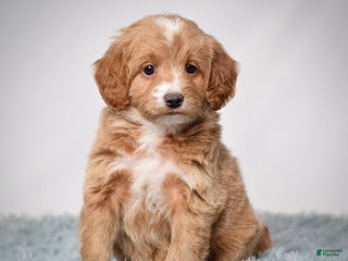Mini Goldendoodle dogs Ms. Penelope - Ad 2