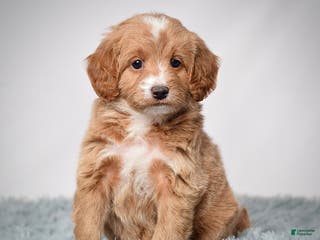 Mini Goldendoodle dogs Ms. Penelope - Ad 36