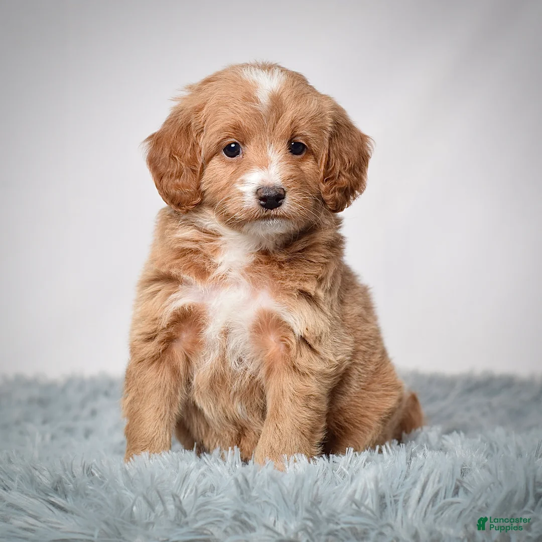 Mini Goldendoodle dogs for sale: Ms. Penelope - Ad 1