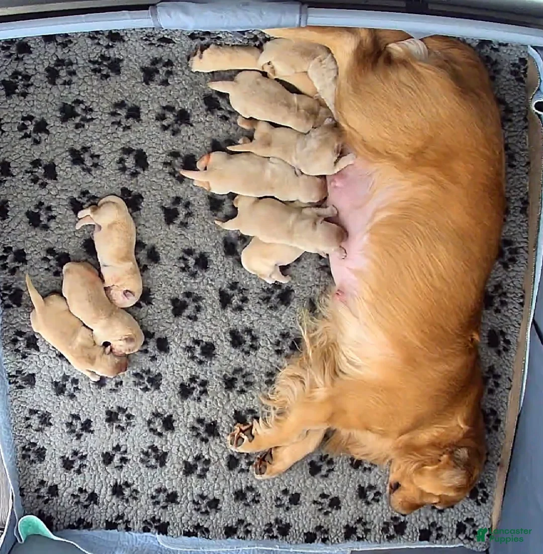 Golden Retriever dogs for sale: Golden Retriever Puppy 3 - Ad 1