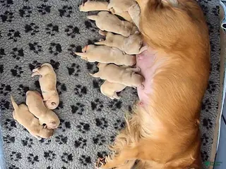 Golden Retriever dogs Golden Retriever Puppy 3 - Ad 9