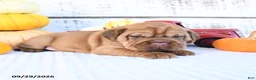 Mini Hippo dogs for sale: Clove  - Ad 3