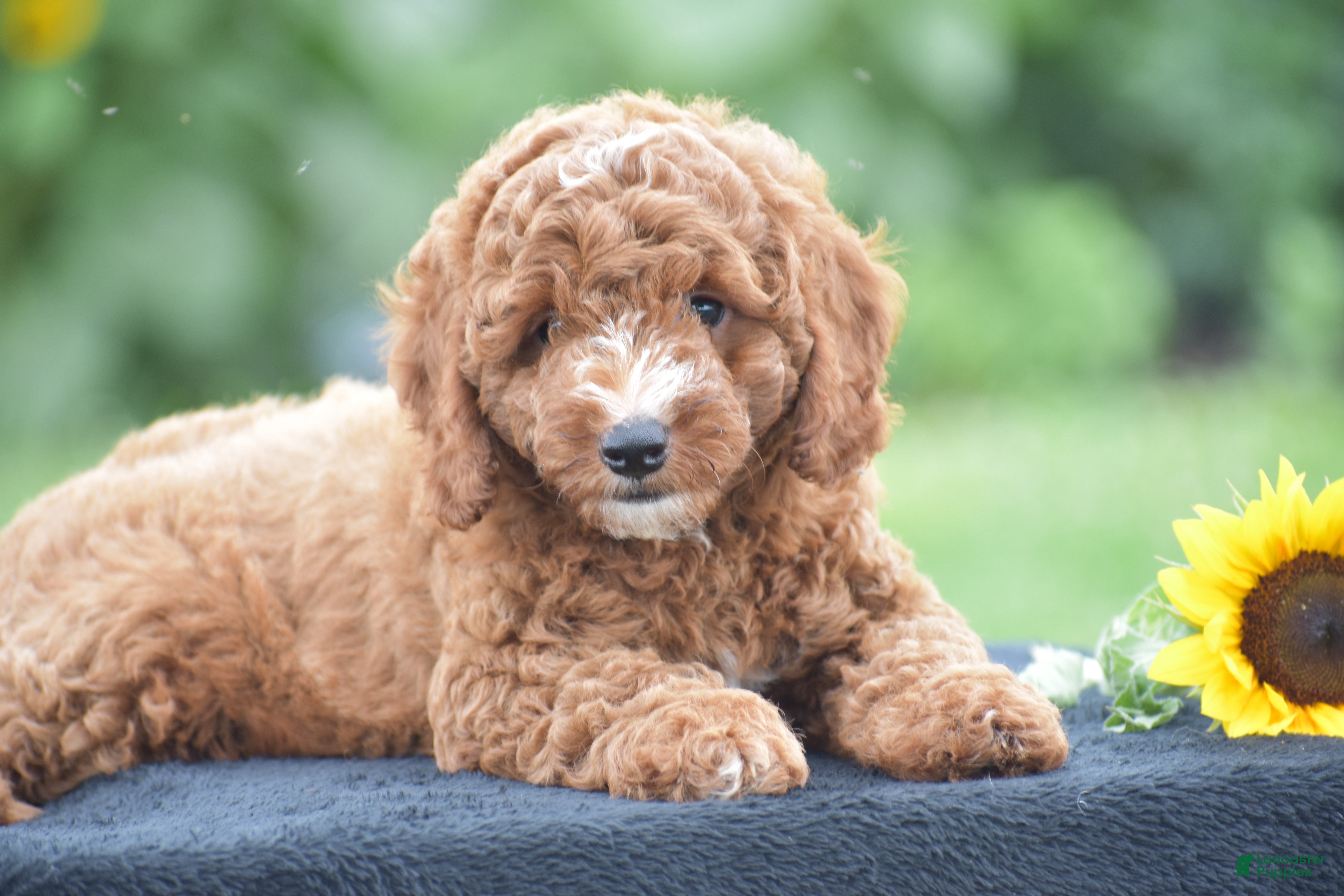 Miniature Poodle dogs Ridge - Ad 1