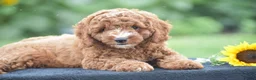 Miniature Poodle dogs for sale: Ridge - Ad 1