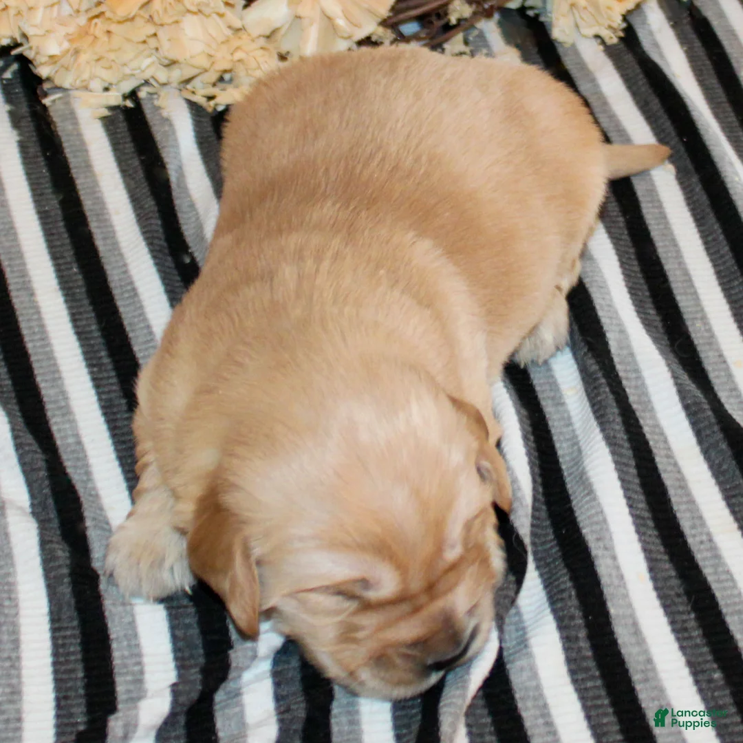 Golden Retriever dogs for sale: Nolan Golden Retriever Puppy  - Ad 2