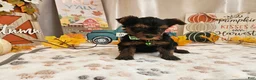 Yorkshire Terrier dogs for sale: Mason Jay - Ad 4