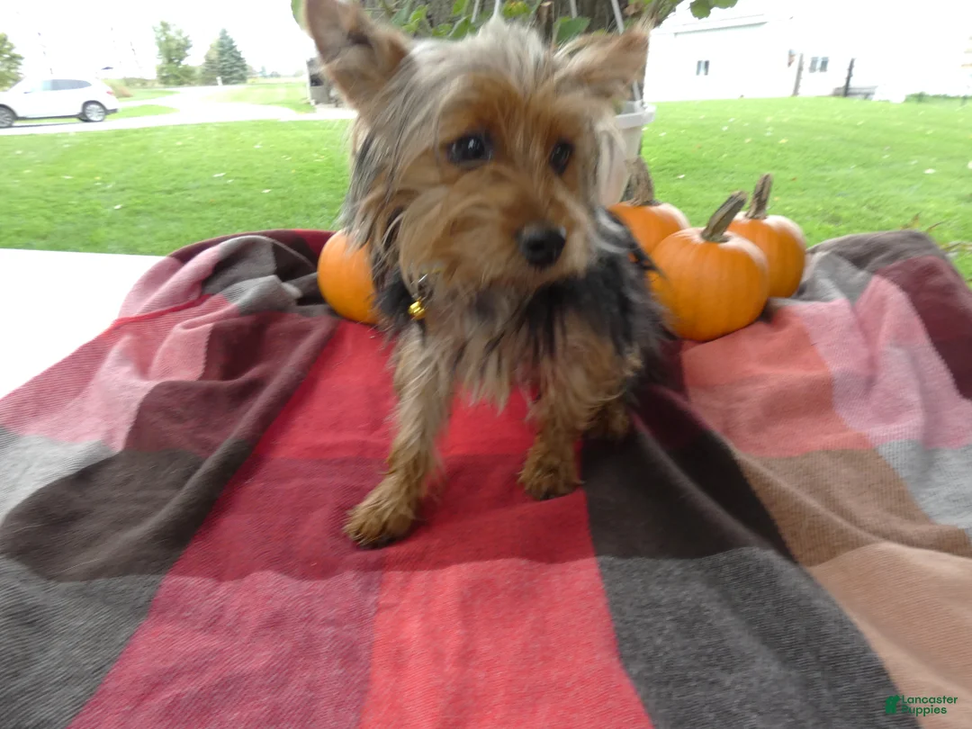 Yorkshire Terrier dogs for sale: Yorkshire Terrier 1 Tommy - Ad 2