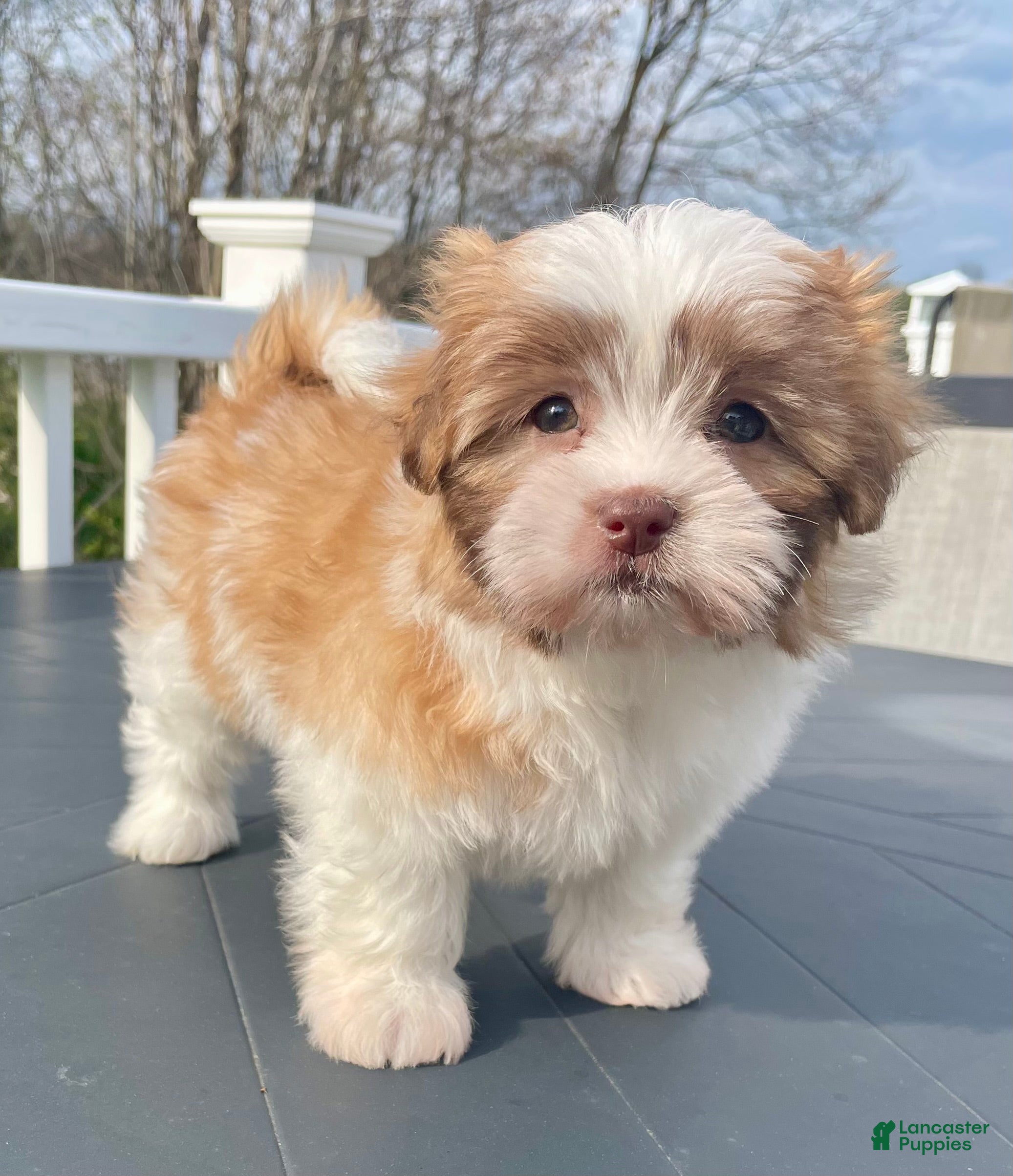 Malshi dogs Tulip - Ad 2