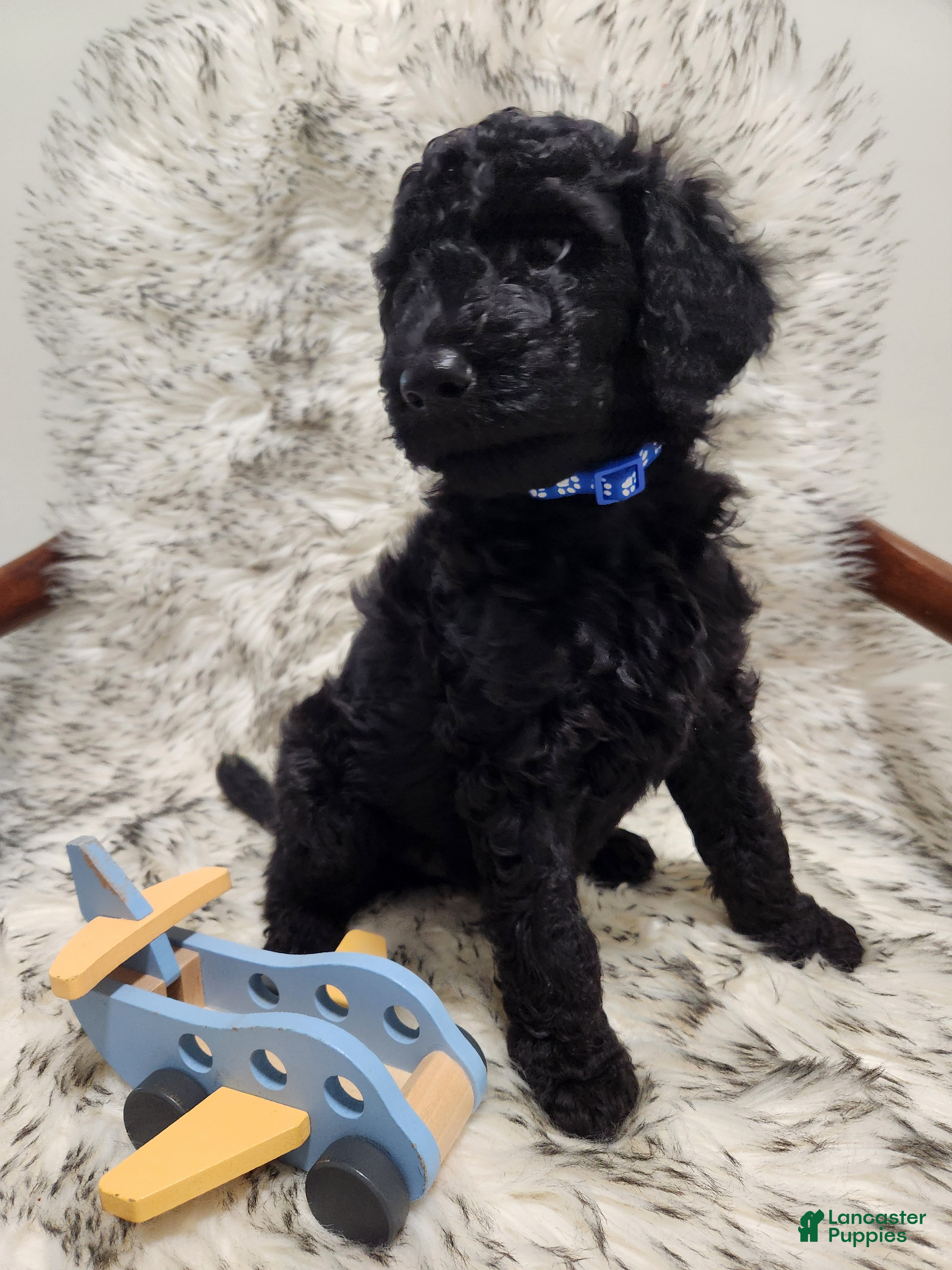 Standard Poodle dogs Blue - Ad 13