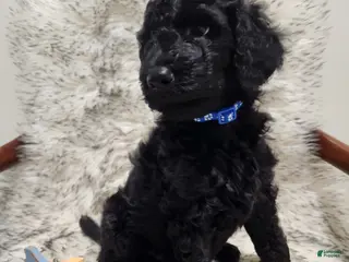 Standard Poodle dogs Blue - Ad 13