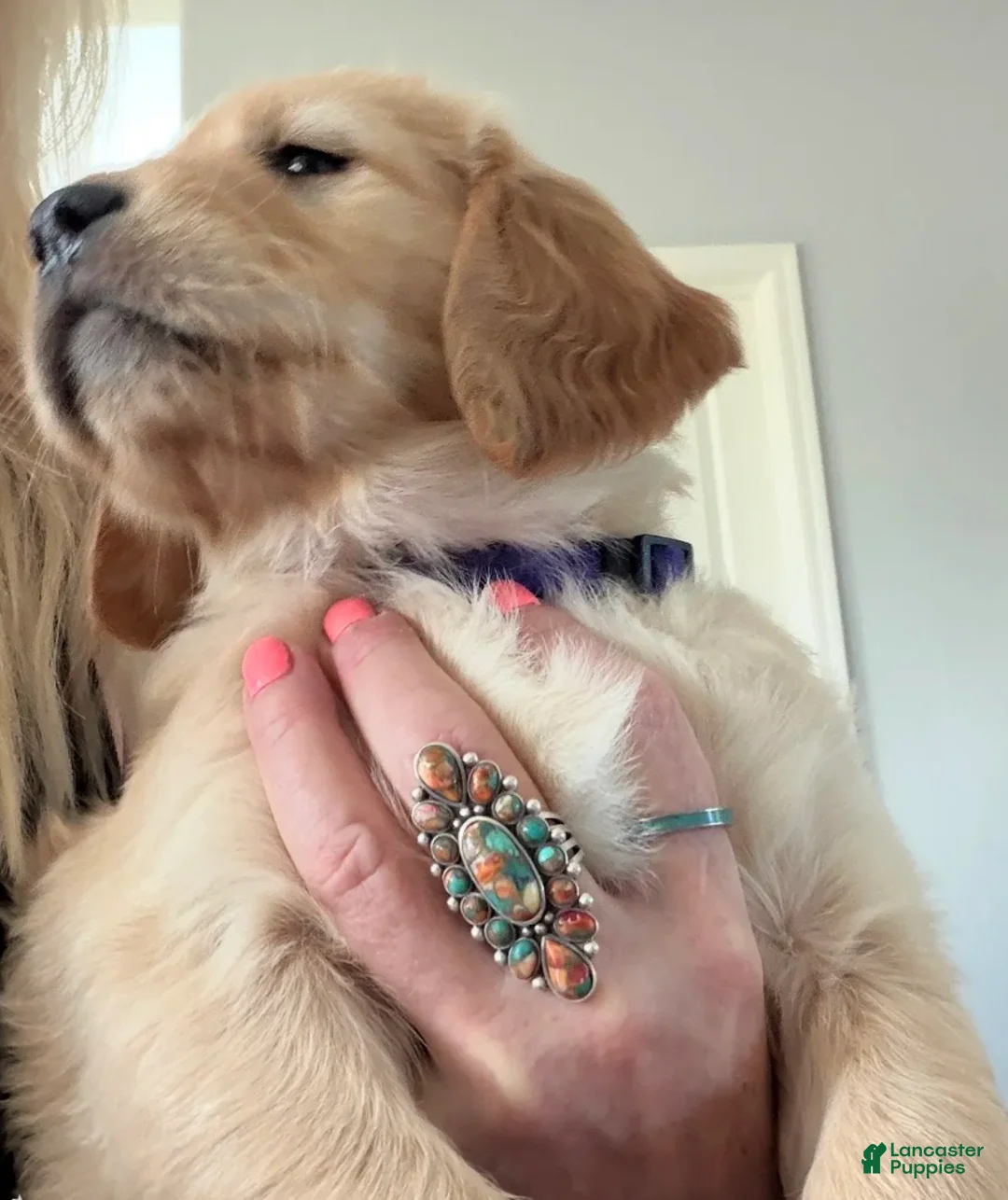 Golden Retriever dogs for sale: Little Girl Purple - Ad 2