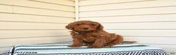 Goldendoodle dogs for sale: Edwin - Ad 3