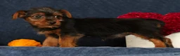 Yorkshire Terrier dogs for sale: Quinn - Ad 4