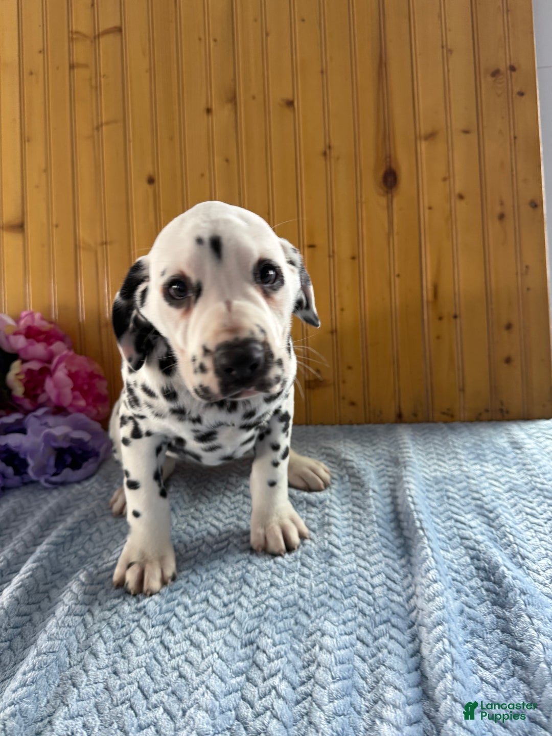 Dalmatian dogs for sale: Tessa - Ad 15