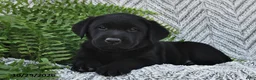 Labrador Retriever dogs for sale: Tilly  - Ad 3