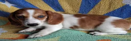 Miniature Dachshund dogs for sale: Winstone is a a  - Ad 4