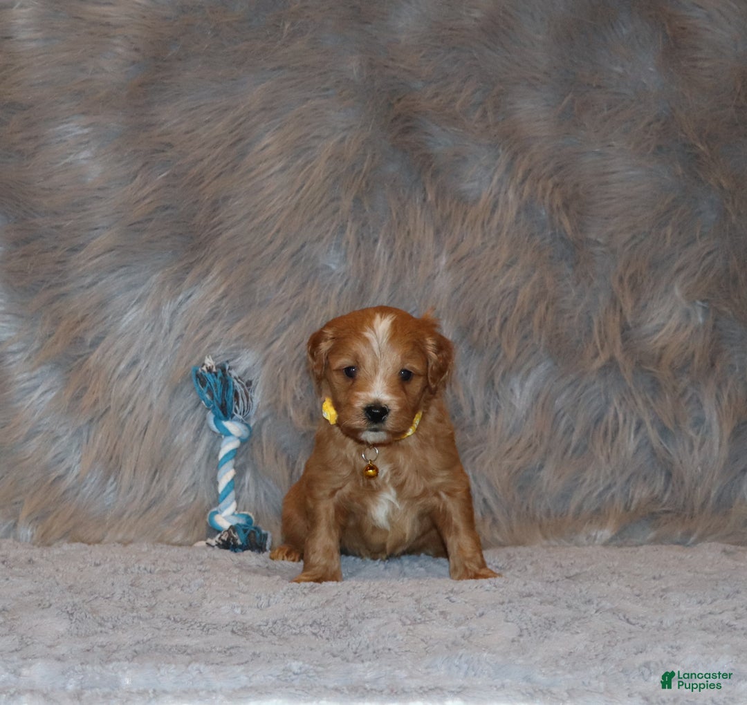 Mini Goldendoodle dogs for sale: Winslow 💙👨‍👨‍👧‍👦💞🐕 - Ad 6