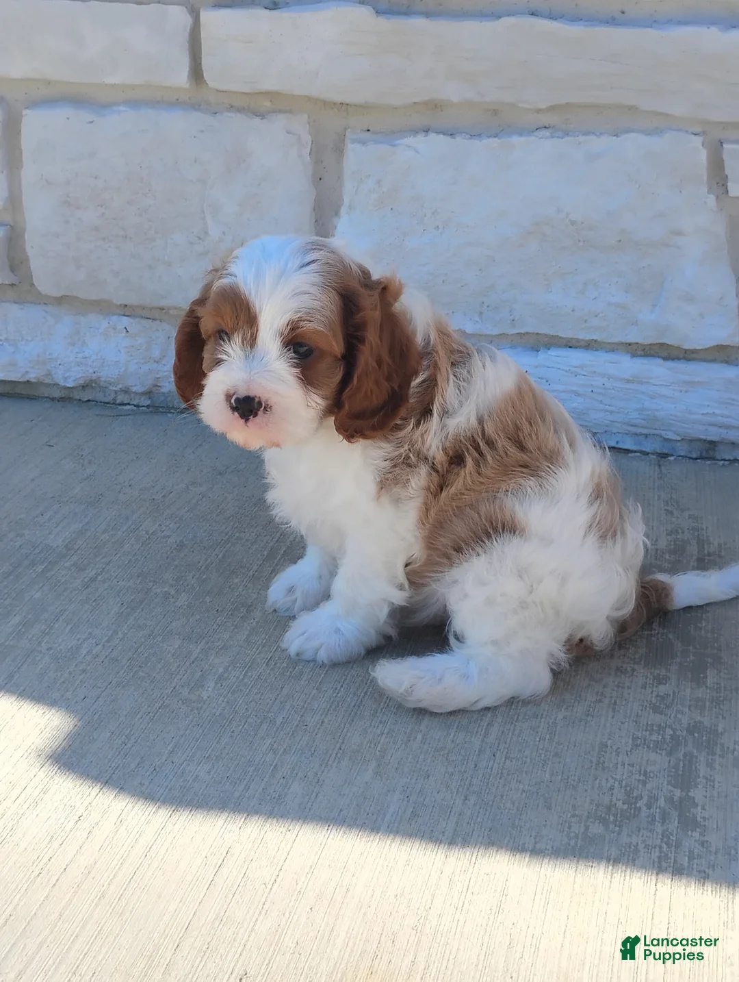Cavapoo dogs for sale: Hobo - Ad 2