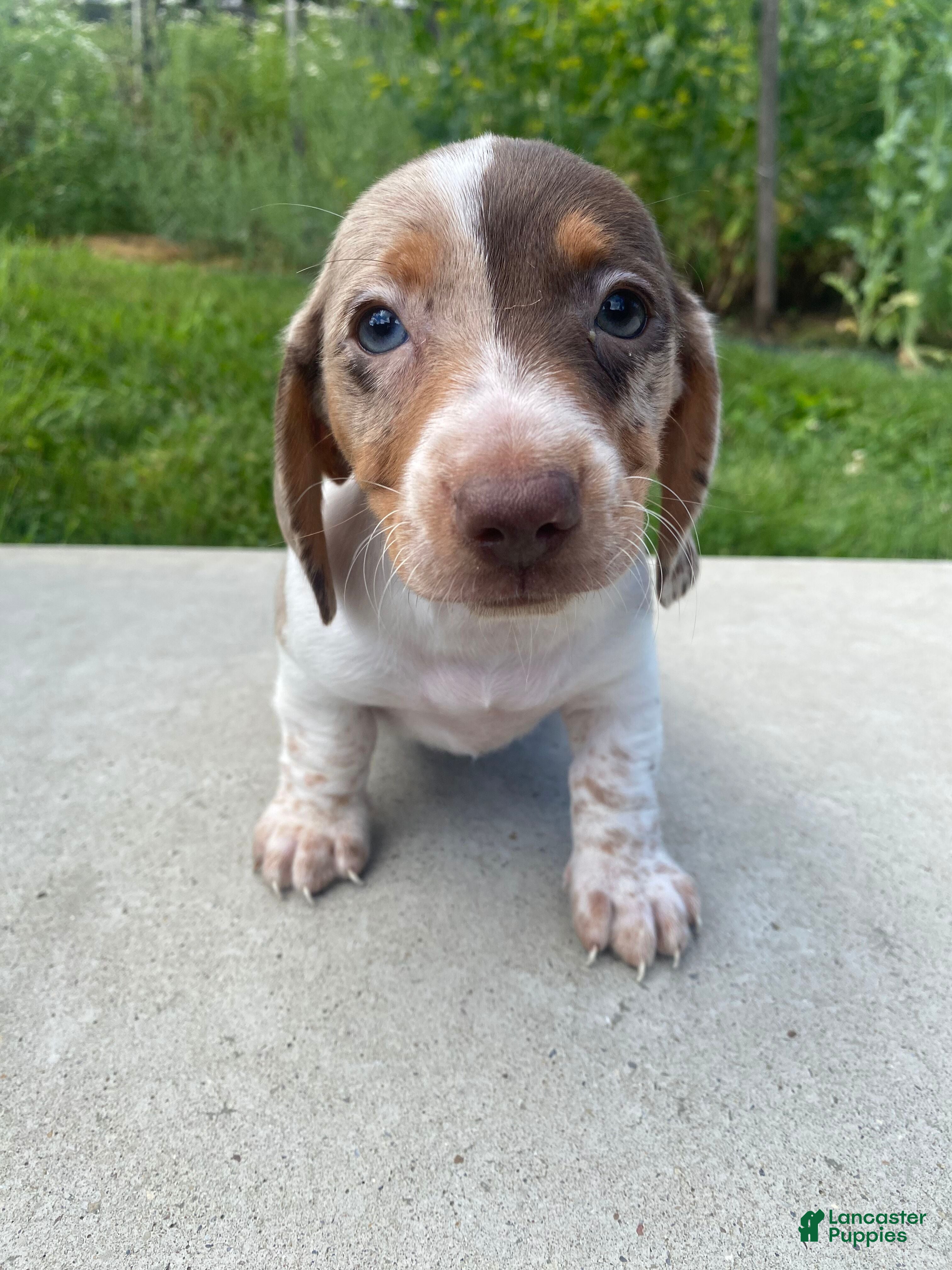 Miniature Dachshund dogs Tilly - Ad 2