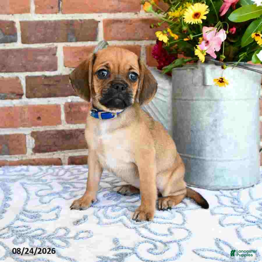 Puggle dogs Shoshannah - Ad 1