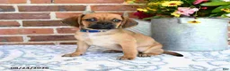 Puggle dogs for sale: Shoshannah - Ad 1