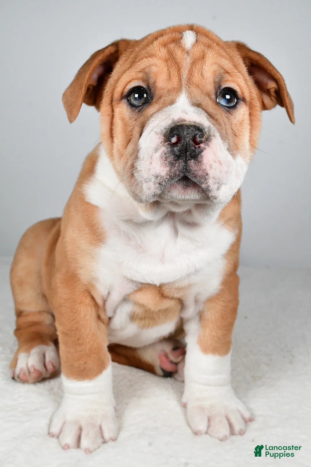 Beabull dogs for sale: Tanner - Ad 3