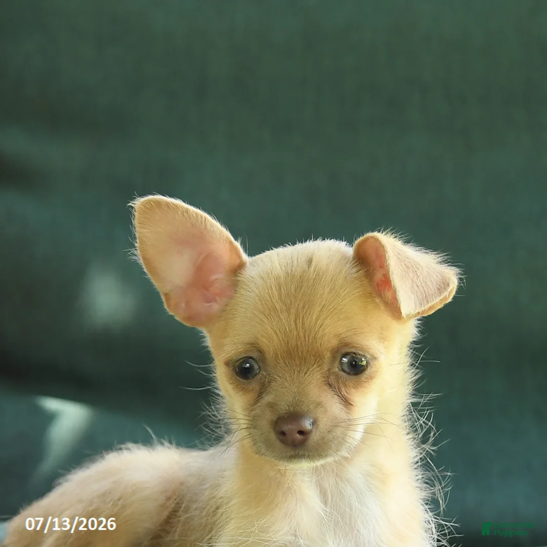 Chihuahua dogs for sale: Peaches - Ad 2